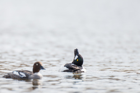 The male of the goldeneye is making advances to the femaleの写真素材