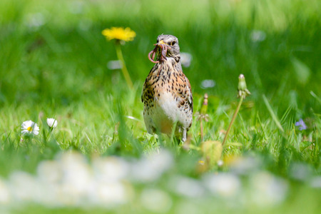The fieldfare is catching earthworms in order to breastfeed with them youngの写真素材