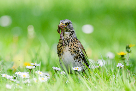 The fieldfare is catching earthworms in order to breastfeed with them youngの写真素材