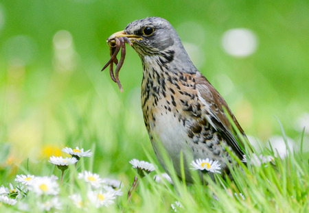 The fieldfare is catching earthworms in order to breastfeed with them youngの写真素材