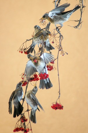 Fieldfares on the tree of the rowanの写真素材