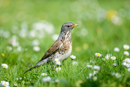 The fieldfare is catching earthworms in order to breastfeed with them youngの写真素材
