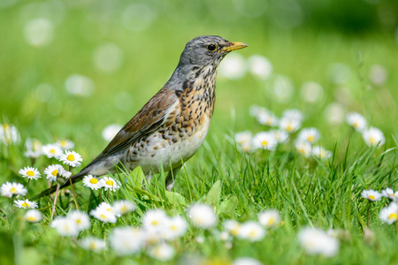 The fieldfare is catching earthworms in order to breastfeed with them youngの写真素材