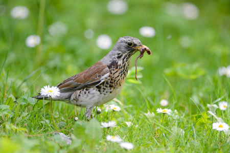 The fieldfare is catching earthworms in order to breastfeed with them youngの写真素材