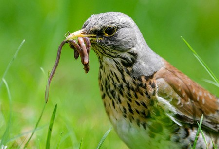 The fieldfare is catching earthworms in order to breastfeed with them youngの写真素材
