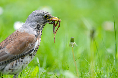 The fieldfare is catching earthworms in order to breastfeed with them youngの写真素材
