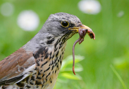 The fieldfare is catching earthworms in order to breastfeed with them youngの写真素材