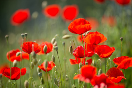 Papaver rhoeas common names include corn poppy , corn rose , field poppy , Flanders poppy , red poppy , red weed , coquelicotの写真素材