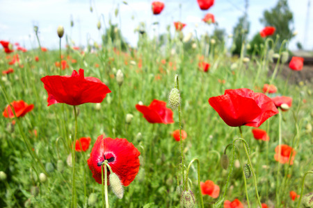Papaver rhoeas common names include corn poppy corn rose Flanders poppy field poppy red poppy red weed coquelicotの写真素材