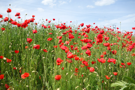 Papaver rhoeas common names include corn poppy corn rose Flanders poppy field poppy red poppy red weed coquelicotの写真素材