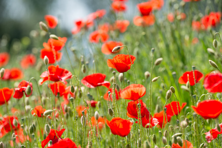 Papaver rhoeas common names include corn poppy corn rose Flanders poppy field poppy red poppy red weed coquelicotの写真素材