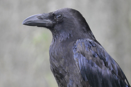 Ravens on the meadowの写真素材