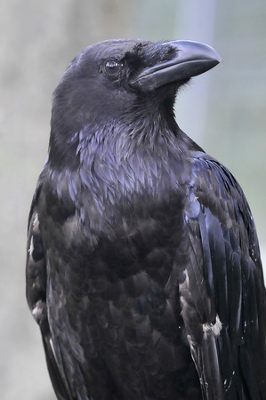 Ravens on the meadowの写真素材