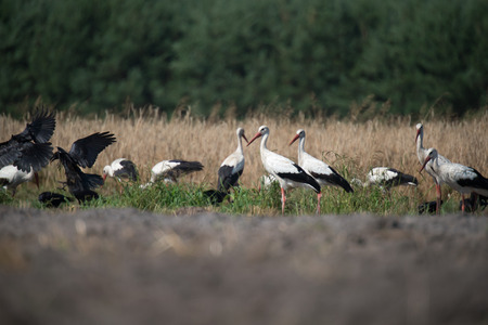 White storks on a rye fieldの写真素材