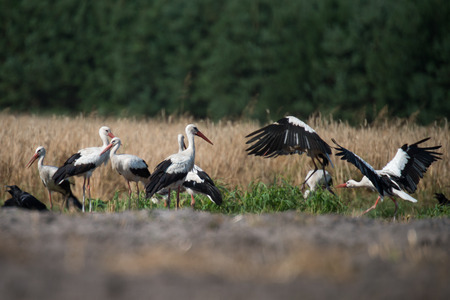 White storks on a rye fieldの写真素材