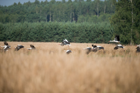 White storks on a rye fieldの写真素材