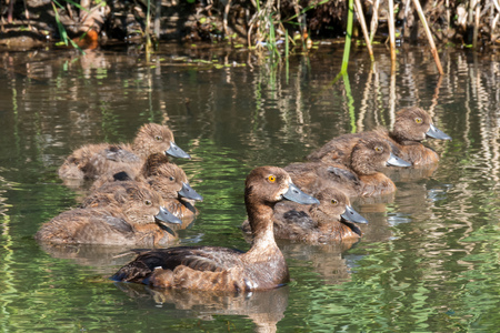 Tufted duck from young on the pondの写真素材