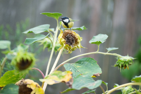 Tit the great tit is eating grains from the sunflowerの写真素材