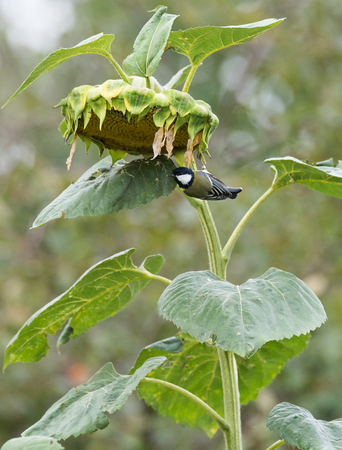 Tit the great tit is eating grains from the sunflowerの写真素材