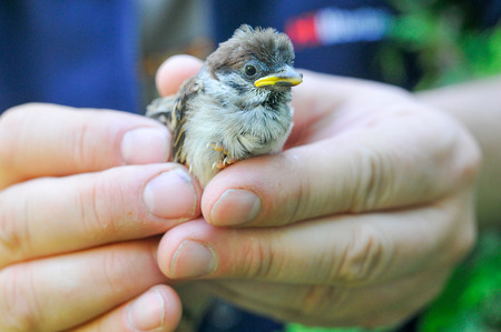 Chick of the Eurasian tree sparrow in hands of the ornithologistの写真素材