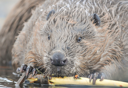 Beavers are chewing on branches on the river.の写真素材