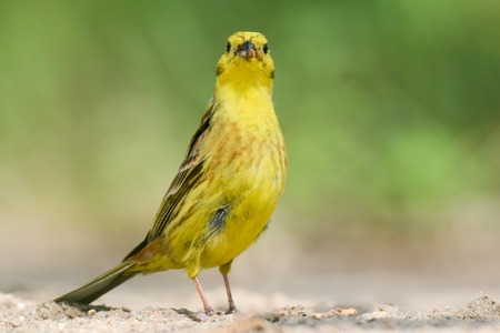 The yellowhammer is keeping larvae of butterflies in the beakの写真素材