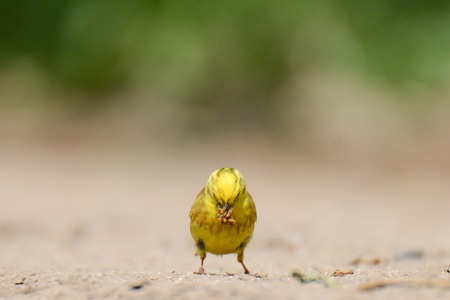 The yellowhammer is keeping larvae of butterflies in the beakの写真素材