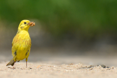 The yellowhammer is keeping larvae of butterflies in the beakの写真素材