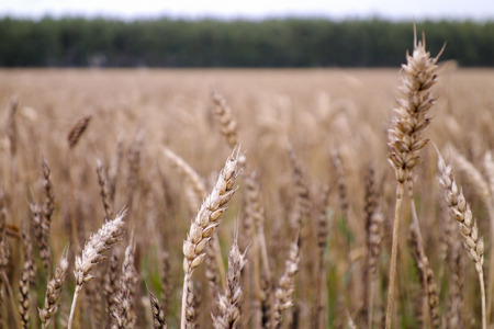Wheat fieldの写真素材