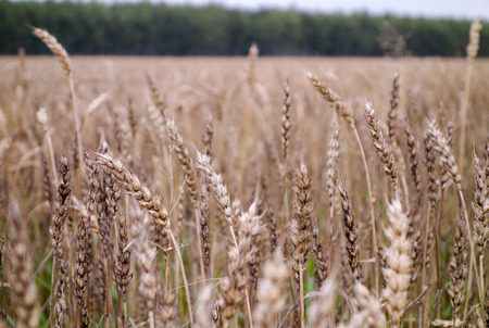 Wheat fieldの写真素材