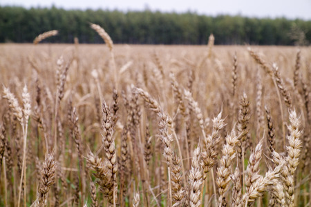 Wheat fieldの写真素材