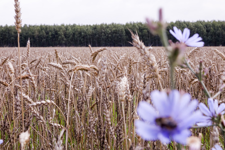 Wheat fieldの写真素材