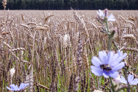 Wheat fieldの写真素材