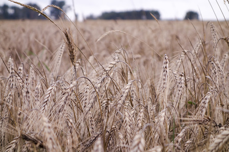 Of Pol sown with the barley