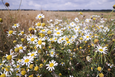 Meadows dotted with flowers with camomileの写真素材