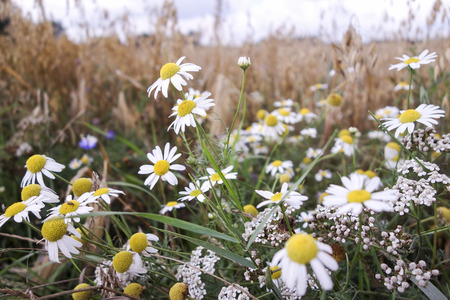 Meadows dotted with flowers with camomileの写真素材