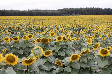 Cultivation of sunflowers in Polandの写真素材