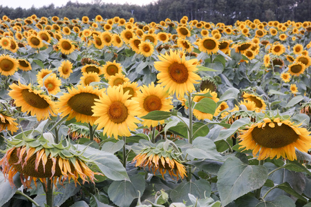 Cultivation of sunflowers in Polandの写真素材