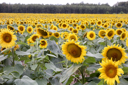 Cultivation of sunflowers in Polandの写真素材