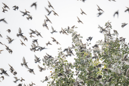 Starling flew in to accommodation for branches of the poplarの写真素材