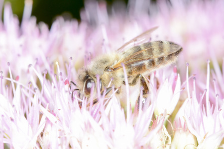 A honey bee is clearing the nectar and dust corpuscles away from flowers