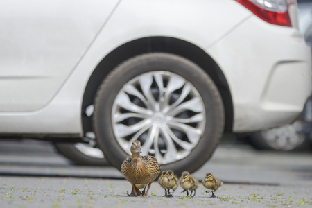 Duck's family on the walkの写真素材
