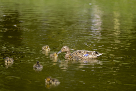 Duck's family on the walkの写真素材