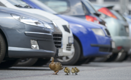 Duck's family on the walkの写真素材