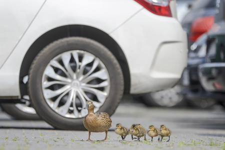 Duck's family on the walkの写真素材