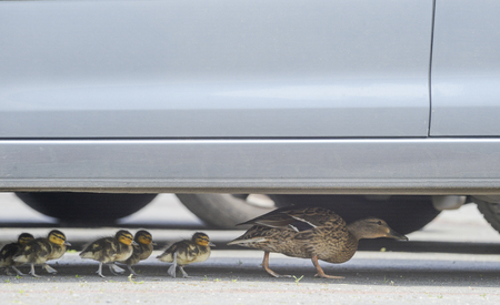 Duck's family on the walkの写真素材