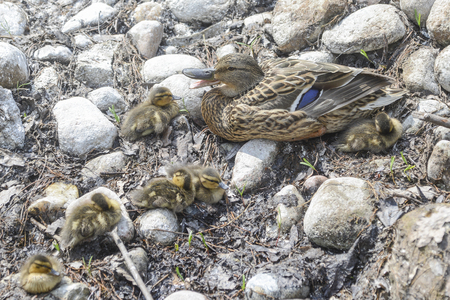 Duck's family on the walkの写真素材