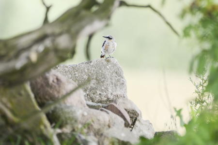 The northern wheatear or wheatear is sitting on fieldstones gathered by farmers from land. It is a stomping ground of this birdie on for building a nest.の写真素材