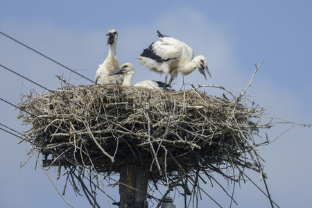 Nest of white storks. Family in which they were born four young