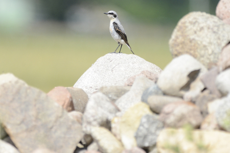The northern wheatear or wheatear is sitting on fieldstones gathered by farmers from land. It is a stomping ground of this birdie on for building a nest.の写真素材